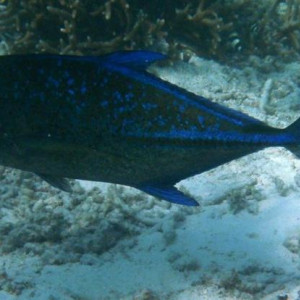 Mergulho