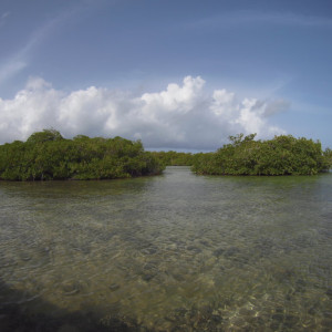 Mangais Ilha Saona