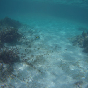 Snorkeling Saona 2