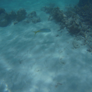 Snorkeling Saona