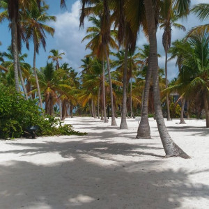 Saona