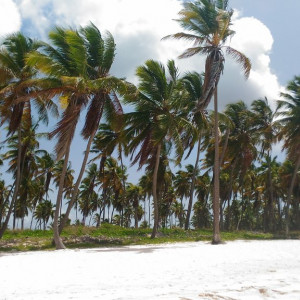 Saona 2