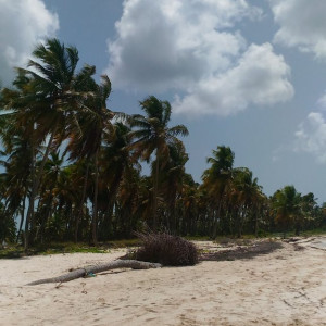 Saona 3