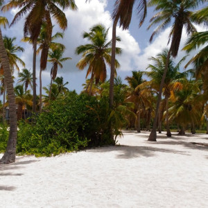 Saona 6