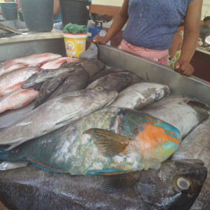 Mercadopeixe5