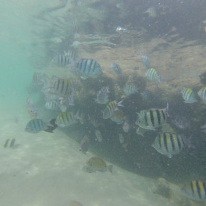 G0205226