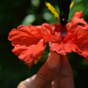 Malay093