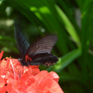 Malay094