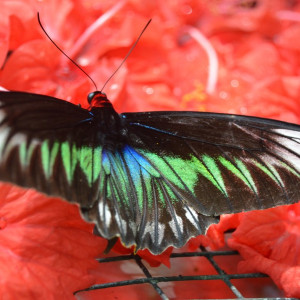 Malay095