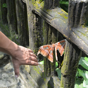 Malay096