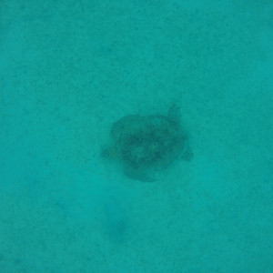 Malay110