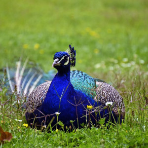 Zoo De Santo Inacio (84)