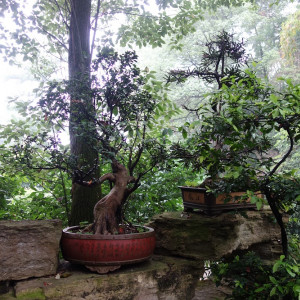 Leshan 6