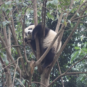 Chengdu 8