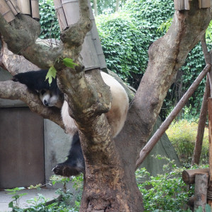 Chengdu 9