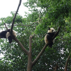 Chengdu 10