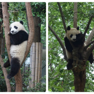 Chengdu 11