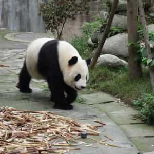 Chengdu 13