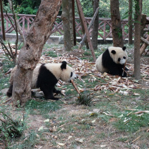 Chengdu 14