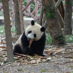 Chengdu 15