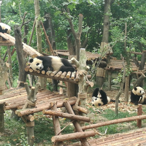 Chengdu 16