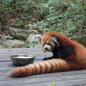 Chengdu 18