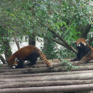 Chengdu 19