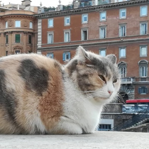 Gato de Roma