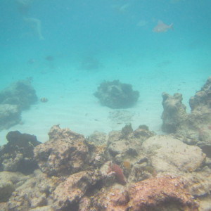 Catalina 3
