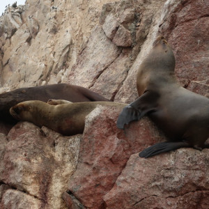 Islas Ballestas