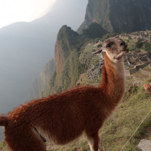 Machu Picchu