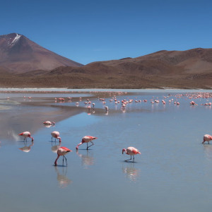 Flamingos no Sul Lipez