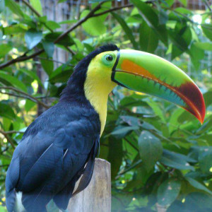 fauna