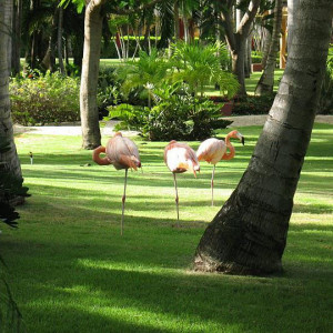 jardins