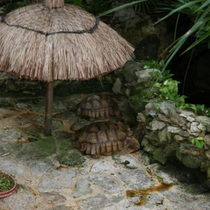 Tartarugas no resort