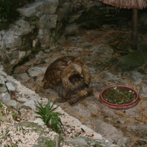 Cenas indecentes no resort...lol...