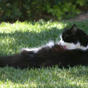 Gato