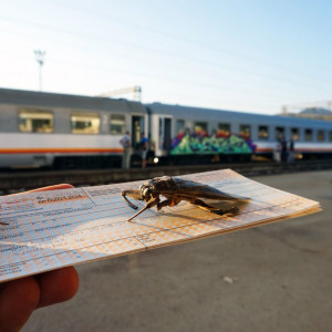 Ticket-insect