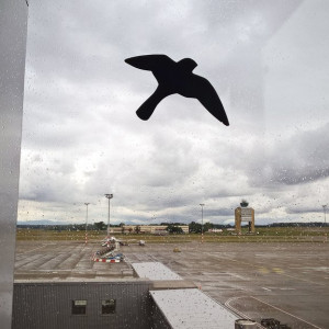 Lets fly away