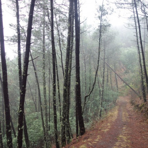 Lousã 15