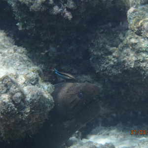 Eel