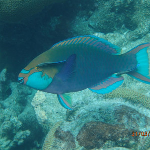 Parrot Fish
