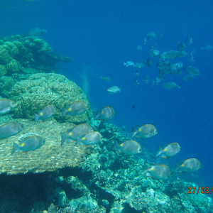 Snorkeling (2)