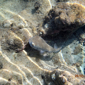 Snorkeling (3)