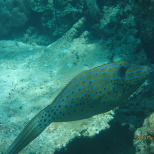 Snorkeling (4)