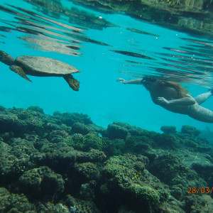 Snorkeling Com Tartaruga (2)
