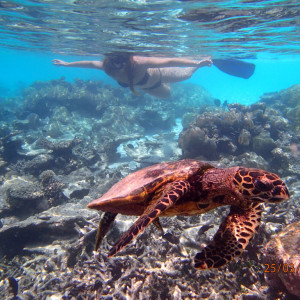 Snorkeling Com Tartaruga