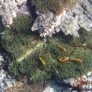 Snorkeling Nemos