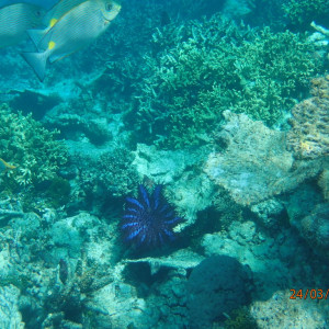Snorkeling