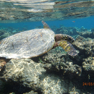 Tartaruga